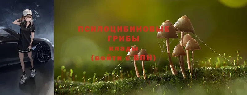 купить наркотик  Уяр  это наркотические препараты  Галлюциногенные грибы MAGIC MUSHROOMS 